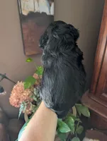 Knight, a male Cavalier King Charles Spaniel for sale in Centuria, WI – 4 of 10