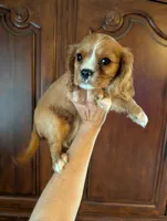 Flint , a male Cavalier King Charles Spaniel for sale in Centuria, WI – 4 of 10