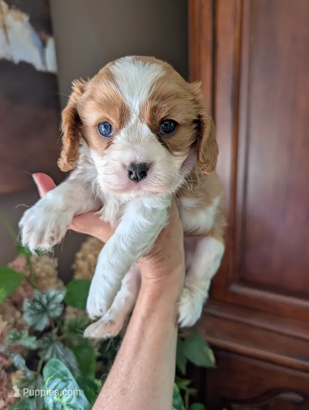 Brooks  – Cavalier King Charles Spaniel puppy for sale in Centuria, WI
