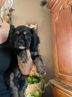 Knight- pending pick up , a male Cavalier King Charles Spaniel for sale in Centuria, WI – 3 of 9