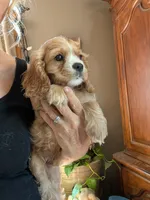 Leaf , a male Cavalier King Charles Spaniel for sale in Centuria, WI – 2 of 8