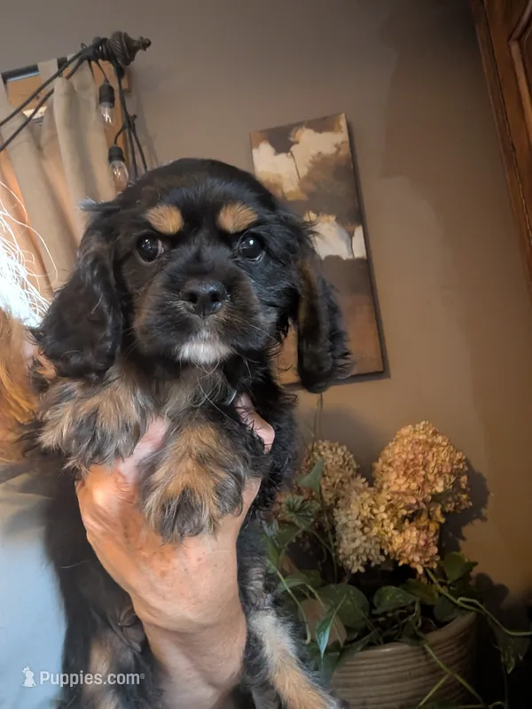 Knight – Cavalier King Charles Spaniel puppy for sale in Centuria, WI