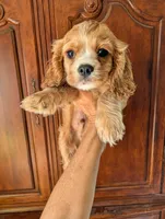 Leaf , a male Cavalier King Charles Spaniel for sale in Centuria, WI – 3 of 8
