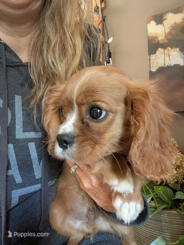 Flint  – Cavalier King Charles Spaniel puppy for sale in Centuria, WI