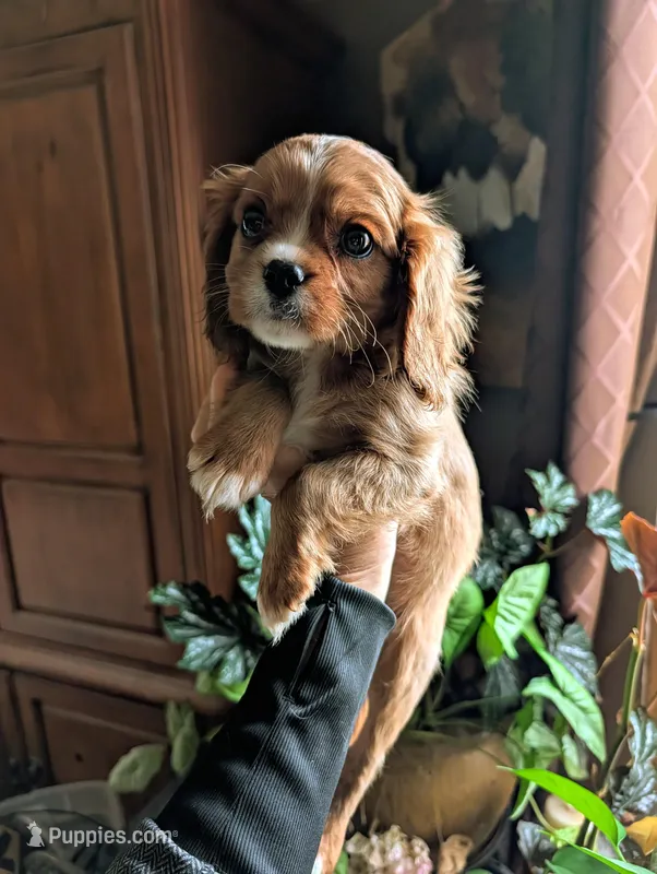 Cedar  – Cavalier King Charles Spaniel puppy for sale in Centuria, WI