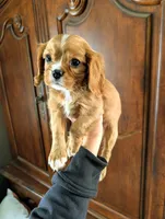 Cedar , a male Cavalier King Charles Spaniel for sale in Centuria, WI – Photo 4 of 6
