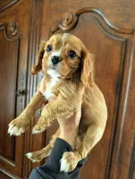 Cedar , a male Cavalier King Charles Spaniel for sale in Centuria, WI – Photo 6 of 6