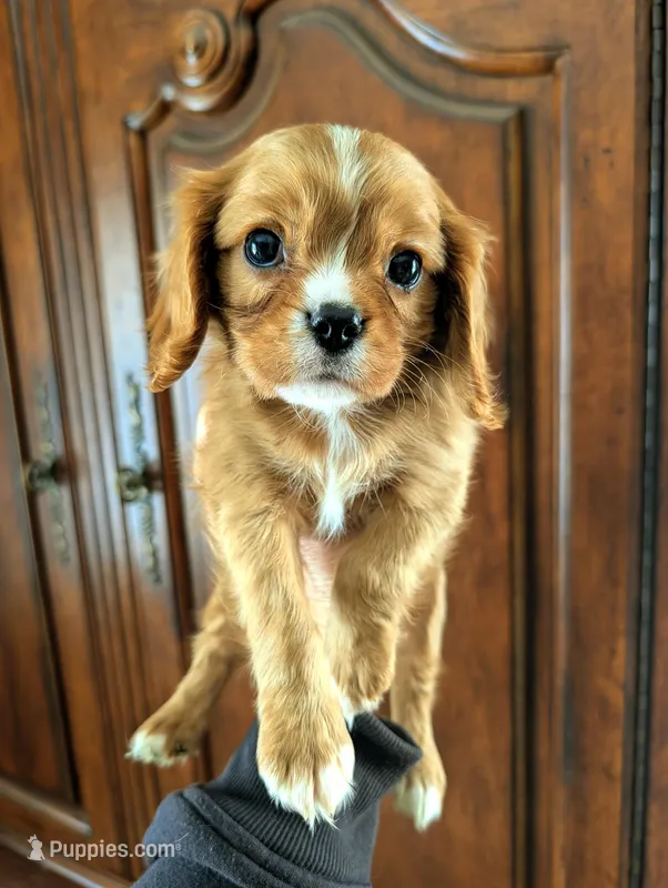 Cedar  – Cavalier King Charles Spaniel puppy for sale in Centuria, WI