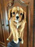 Cedar , a male Cavalier King Charles Spaniel for sale in Centuria, WI – Photo 1 of 6