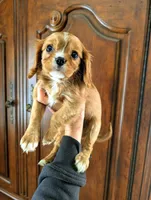 Cedar , a male Cavalier King Charles Spaniel for sale in Centuria, WI – Photo 5 of 6