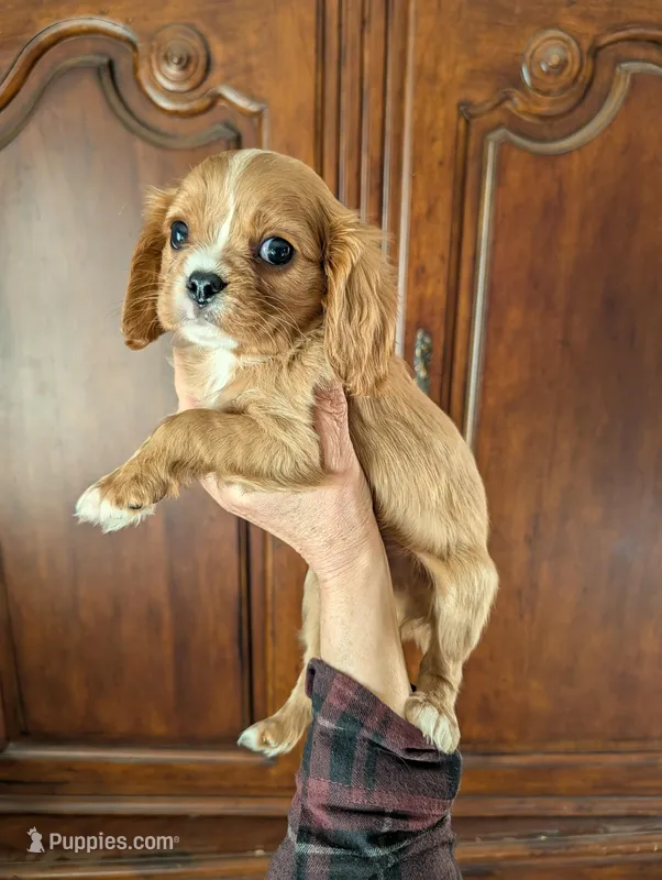 Cedar  – Cavalier King Charles Spaniel puppy for sale in Centuria, WI