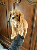 Cedar , a male Cavalier King Charles Spaniel for sale in Centuria, WI – Photo 2 of 6