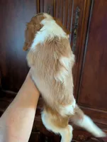 Brooks , a male Cavalier King Charles Spaniel for sale in Centuria, WI – 10 of 10