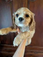 Leaf , a male Cavalier King Charles Spaniel for sale in Centuria, WI – 7 of 8