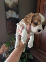 Brooks , a male Cavalier King Charles Spaniel for sale in Centuria, WI – 3 of 10