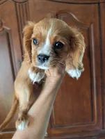 Flint , a male Cavalier King Charles Spaniel for sale in Centuria, WI – 3 of 10