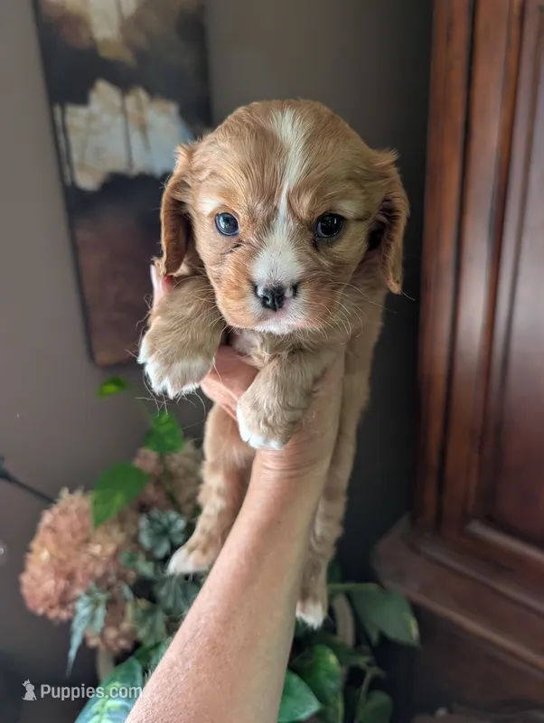 Flint  – Cavalier King Charles Spaniel puppy for sale in Centuria, WI