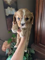 Flint , a male Cavalier King Charles Spaniel for sale in Centuria, WI – 1 of 10