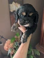 Knight, a male Cavalier King Charles Spaniel for sale in Centuria, WI – 9 of 10