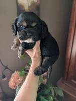 Knight, a male Cavalier King Charles Spaniel for sale in Centuria, WI – 3 of 10