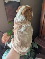 Brooks , a male Cavalier King Charles Spaniel for sale in Centuria, WI – 5 of 10