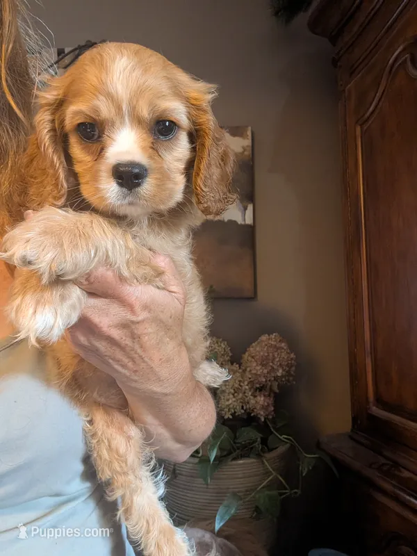 Leaf  – Cavalier King Charles Spaniel puppy for sale in Centuria, WI