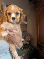 Leaf , a male Cavalier King Charles Spaniel for sale in Centuria, WI – 5 of 8