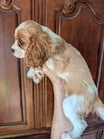 Brooks , a male Cavalier King Charles Spaniel for sale in Centuria, WI – 3 of 10