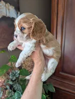 Brooks , a male Cavalier King Charles Spaniel for sale in Centuria, WI – 8 of 10