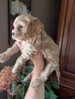 Leaf , a male Cavalier King Charles Spaniel for sale in Centuria, WI – 3 of 8
