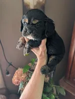Knight, a male Cavalier King Charles Spaniel for sale in Centuria, WI – 2 of 10