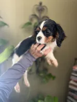 Trinity, a female Cavalier King Charles Spaniel for sale in Centuria, WI – Photo 3 of 10