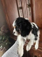 Trinity, a female Cavalier King Charles Spaniel for sale in Centuria, WI – Photo 6 of 10