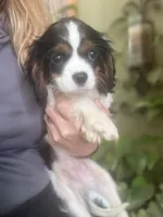Trinity, a female Cavalier King Charles Spaniel for sale in Centuria, WI – Photo 4 of 10