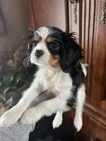 Trinity, a female Cavalier King Charles Spaniel for sale in Centuria, WI – Photo 10 of 10