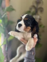 Trinity, a female Cavalier King Charles Spaniel for sale in Centuria, WI – Photo 5 of 10