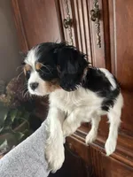 Trinity, a female Cavalier King Charles Spaniel for sale in Centuria, WI – Photo 7 of 10