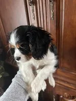 Trinity, a female Cavalier King Charles Spaniel for sale in Centuria, WI – Photo 9 of 10