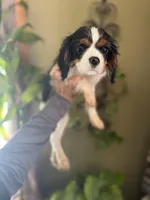 Trinity, a female Cavalier King Charles Spaniel for sale in Centuria, WI – Photo 2 of 10