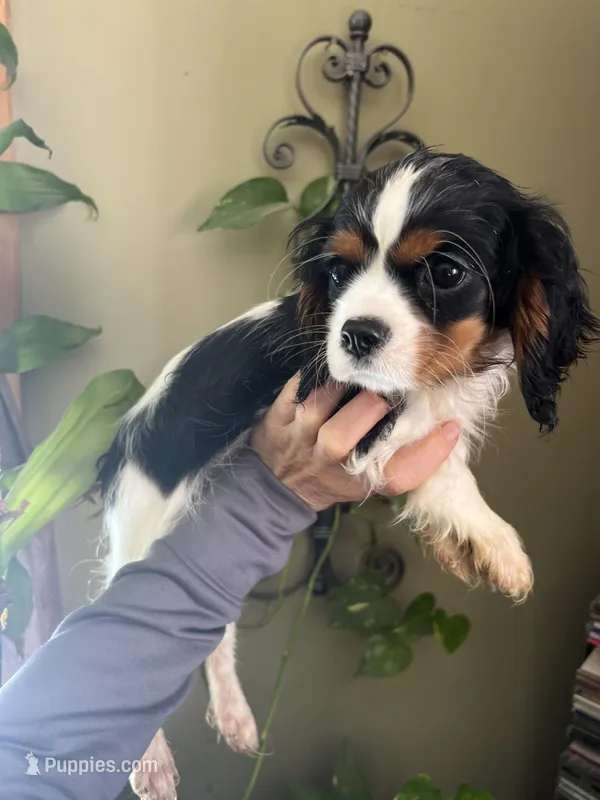 Trinity, a female Cavalier King Charles Spaniel for sale in Centuria, WI – Photo 1 of 10