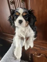 Trinity, a female Cavalier King Charles Spaniel for sale in Centuria, WI – Photo 8 of 10