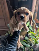 Cici , a female Cavalier King Charles Spaniel for sale in Centuria, WI – Photo 2 of 10