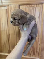 Cici , a female Cavalier King Charles Spaniel for sale in Centuria, WI – Photo 2 of 4