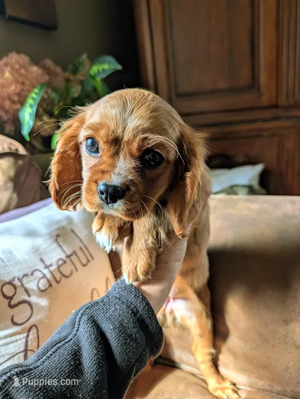 Cici  – Cavalier King Charles Spaniel puppy for sale in Centuria, WI
