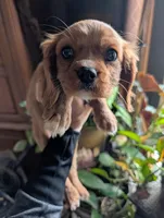 Cici , a female Cavalier King Charles Spaniel for sale in Centuria, WI – Photo 4 of 10