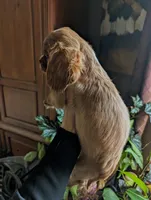 Cici , a female Cavalier King Charles Spaniel for sale in Centuria, WI – Photo 5 of 10