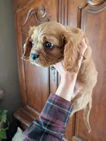 Cici , a female Cavalier King Charles Spaniel for sale in Centuria, WI – Photo 6 of 10