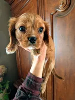 Cici , a female Cavalier King Charles Spaniel for sale in Centuria, WI – Photo 7 of 10