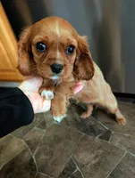 Cici , a female Cavalier King Charles Spaniel for sale in Centuria, WI – Photo 9 of 10