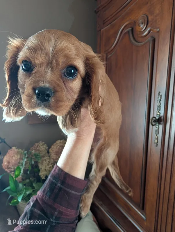 Cici  – Cavalier King Charles Spaniel puppy for sale in Centuria, WI